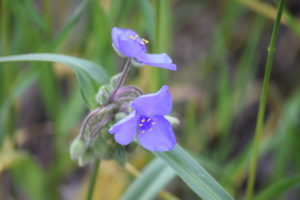 spiderwort
