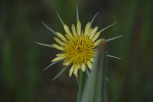 yellow goat's beard