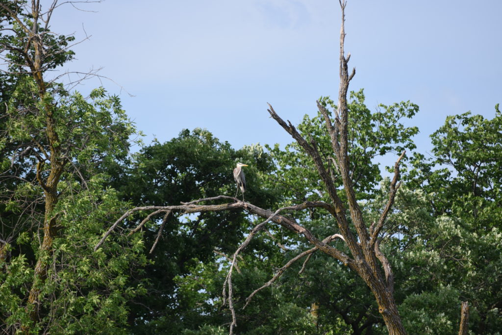 Heron